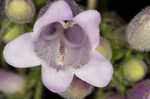 Longsepal beardtongue